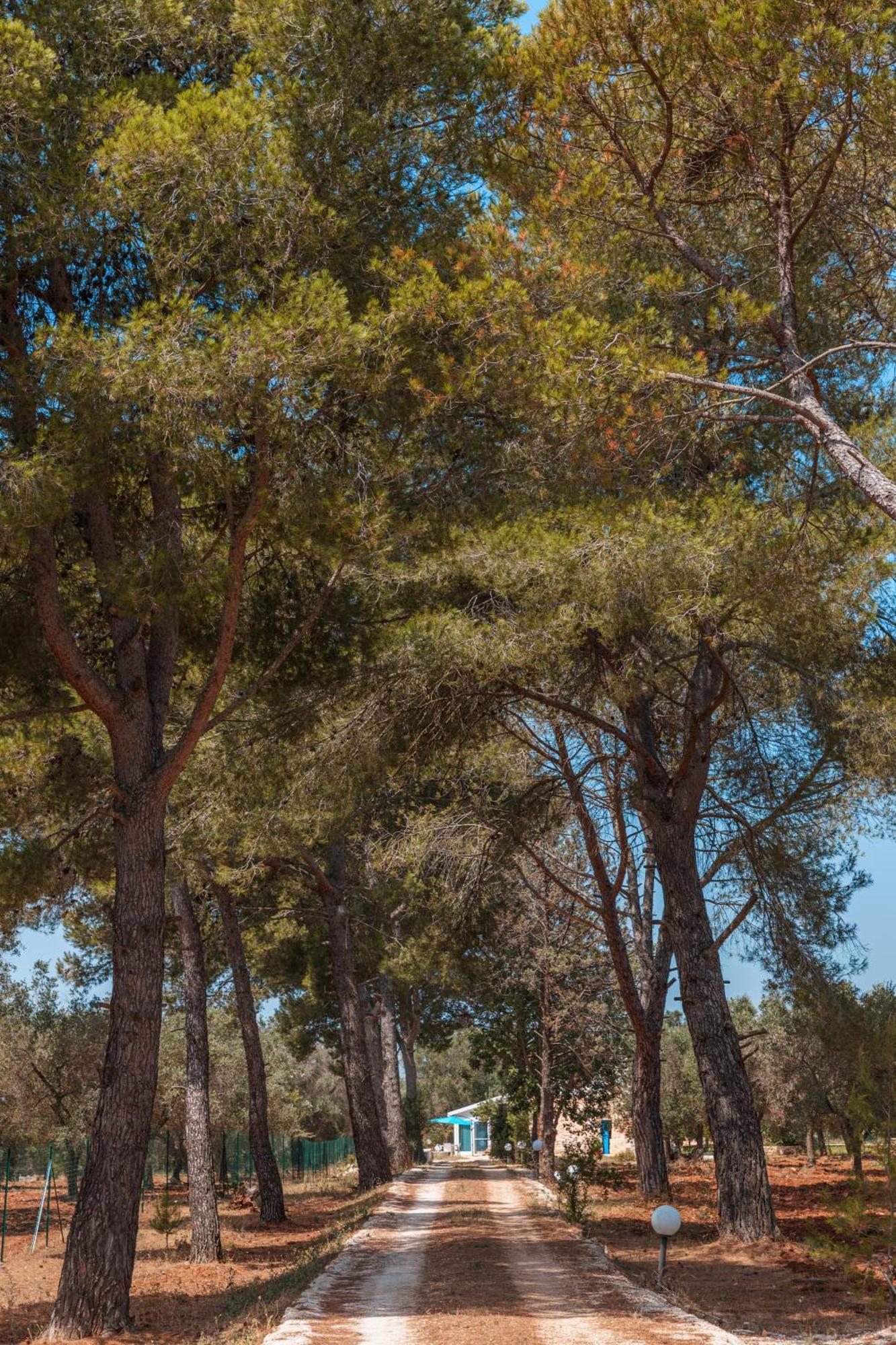 Trullo Tarantini Con Piscina Privata Διαμέρισμα Latiano Εξωτερικό φωτογραφία